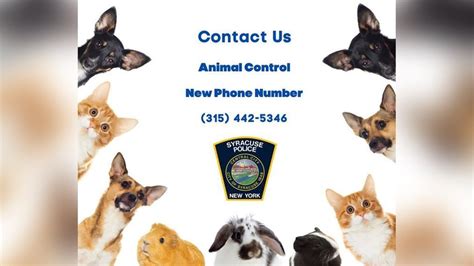 mesquite animal control phone number